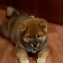 picture of dog
