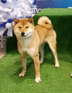 picture of dog