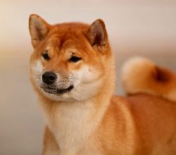 picture of dog