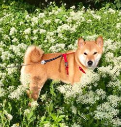 picture of dog