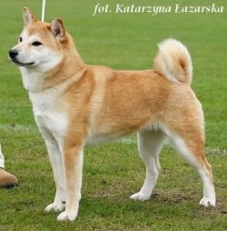 picture of dog