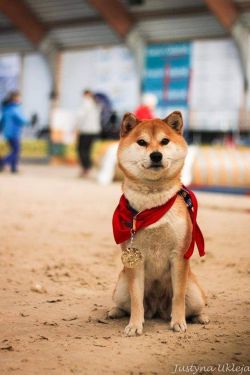 picture of dog