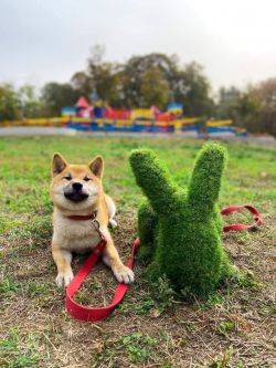 picture of dog