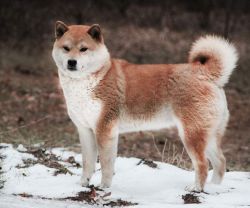 picture of dog