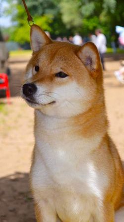 picture of dog