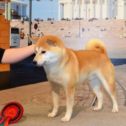 picture of dog