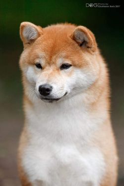 picture of dog