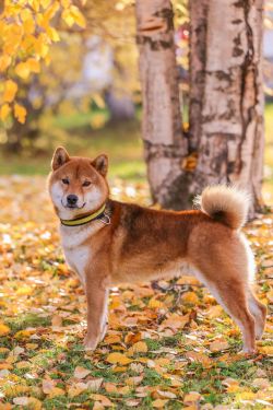 picture of dog