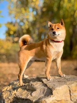picture of dog