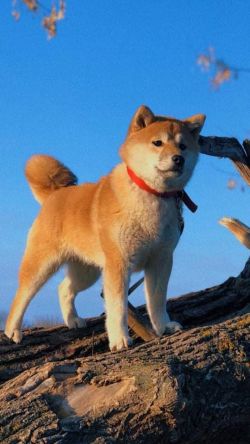picture of dog