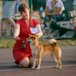 picture of dog