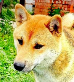 picture of dog