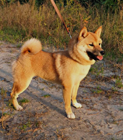 picture of dog