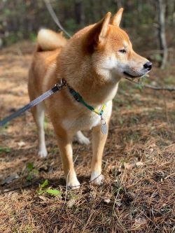 picture of dog