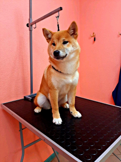 picture of dog