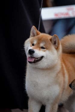 picture of dog