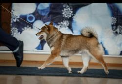 picture of dog