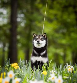 picture of dog