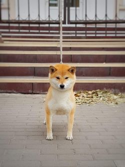 picture of dog