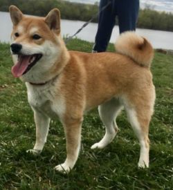 picture of dog