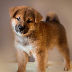 picture of dog