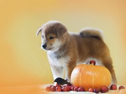 picture of dog