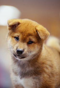 picture of dog