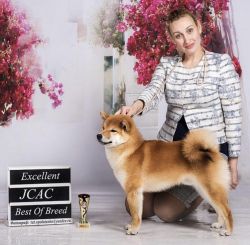 picture of dog