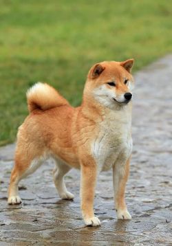 picture of dog