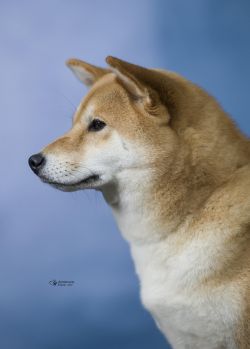 picture of dog
