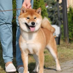 picture of dog