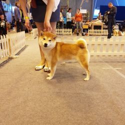picture of dog