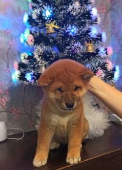 picture of dog