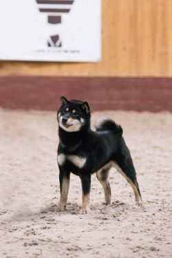 picture of dog