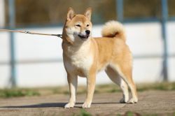 picture of dog