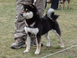 picture of dog