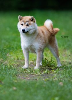 picture of dog