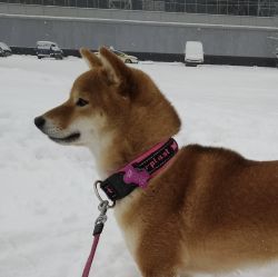 picture of dog