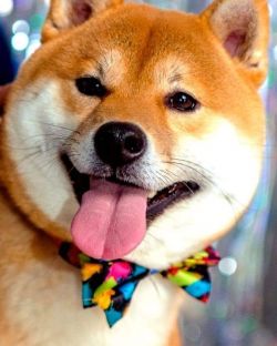picture of dog