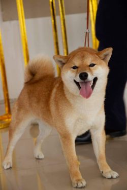 picture of dog