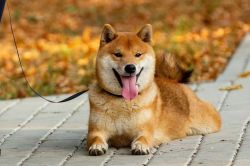 picture of dog