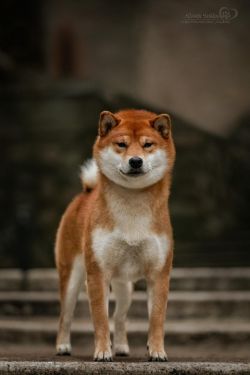 picture of dog