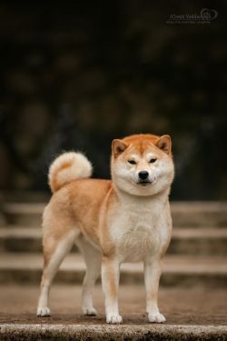 picture of dog