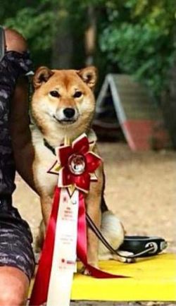 picture of dog