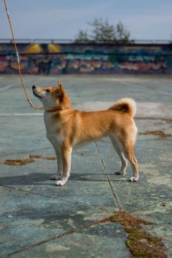 picture of dog