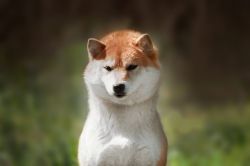 picture of dog