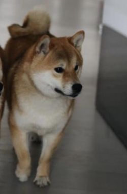 picture of dog