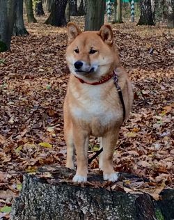 picture of dog