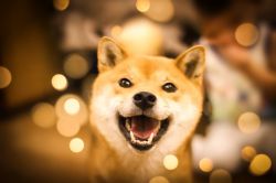 picture of dog