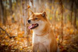 picture of dog